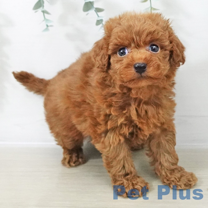 トイ・プードルの写真2