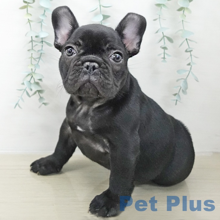 フレンチ・ブルドッグ