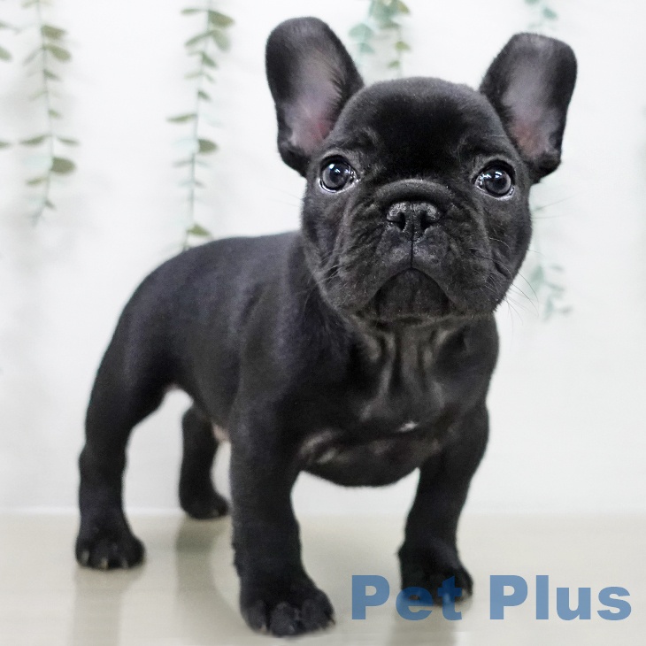 フレンチ・ブルドッグの写真2