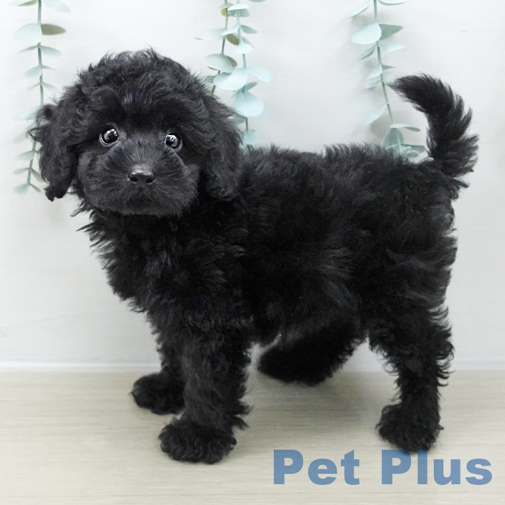 トイ・プードル