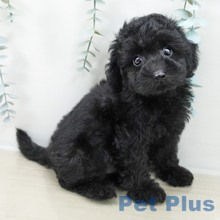 トイ・プードル