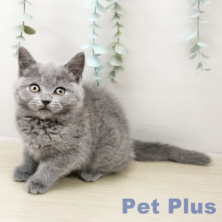 ブリティッシュショートヘア