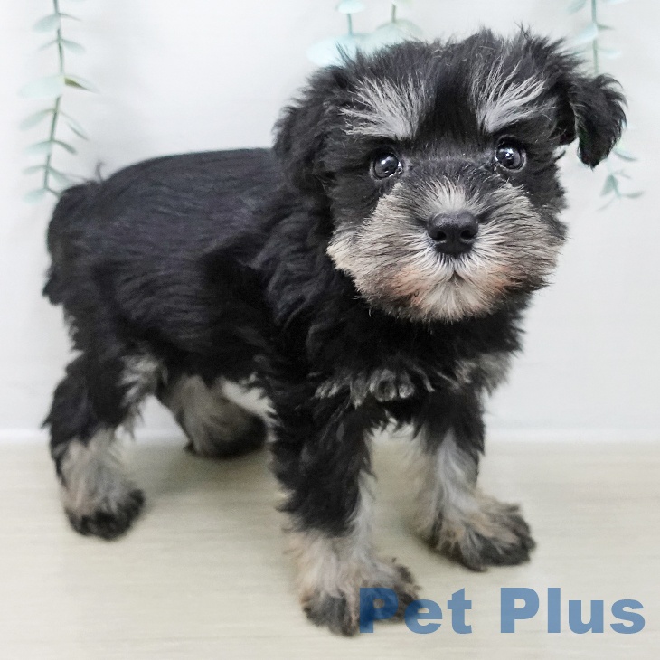 ミニチュア・シュナウザーの写真2