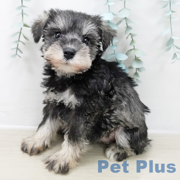 ミニチュア・シュナウザー