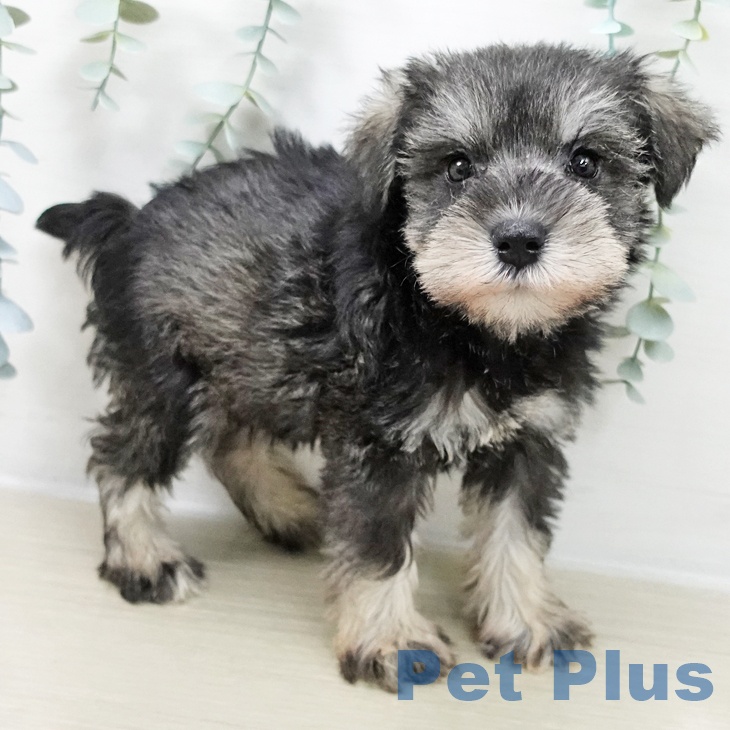 ミニチュア・シュナウザーの写真2