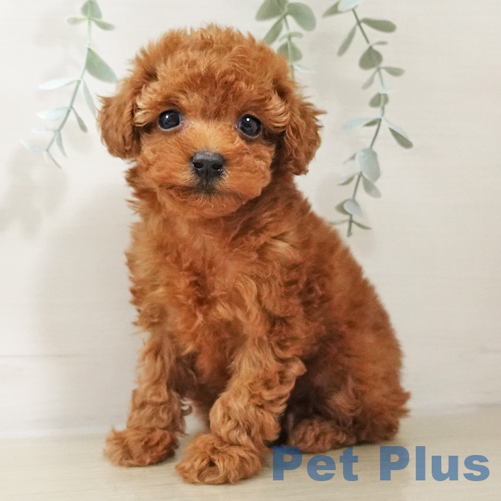 トイ・プードル