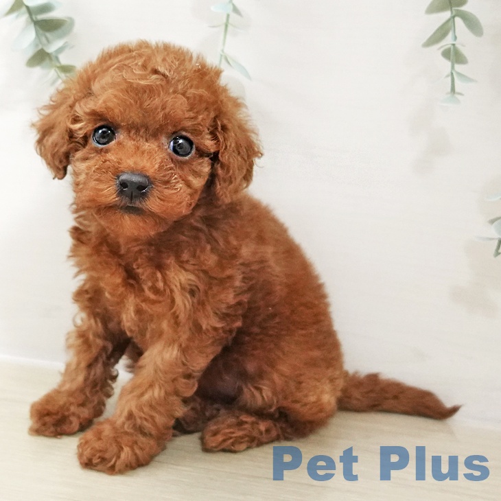 トイ・プードル