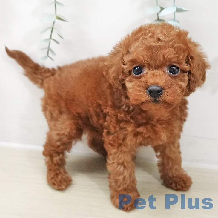 トイ・プードルの写真2