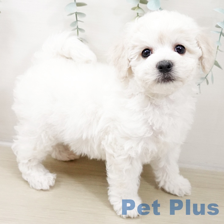 ビション・フリーゼの写真2