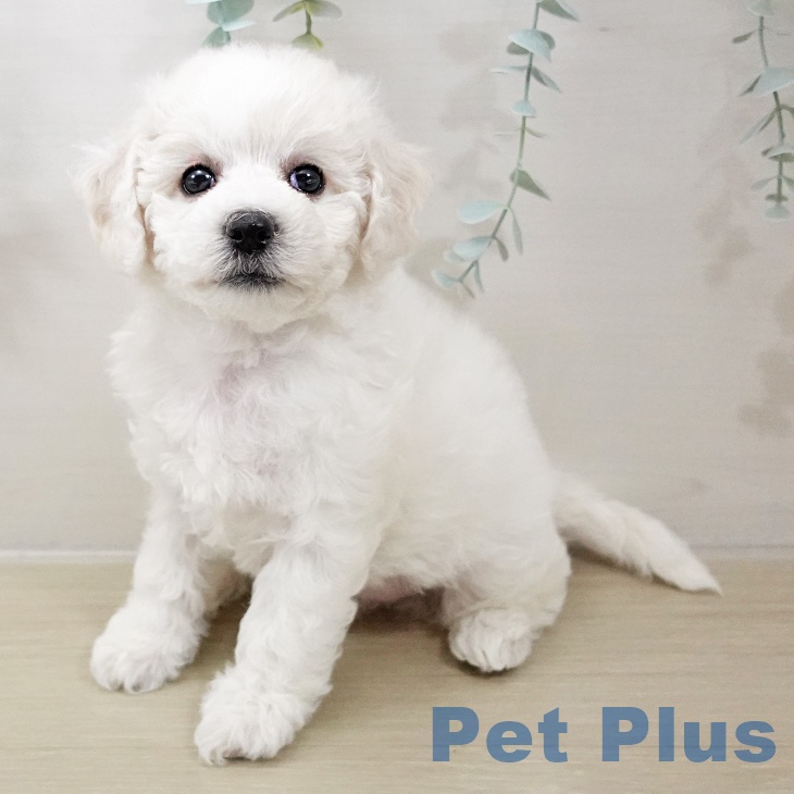 ビション・フリーゼ