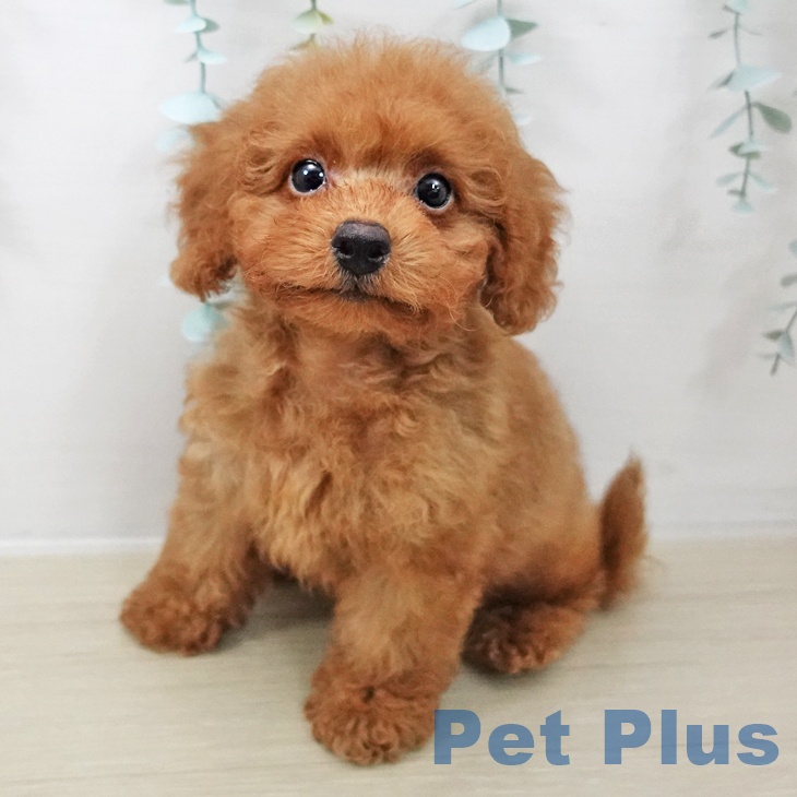 トイ・プードル