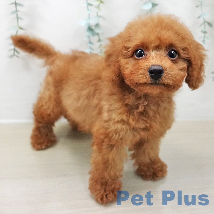 トイ・プードルの写真2