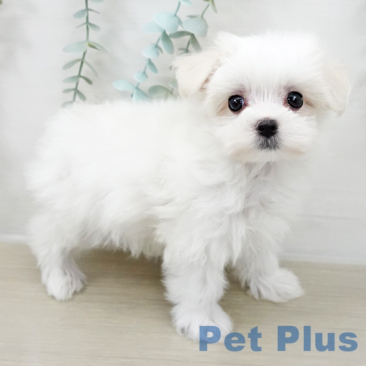 マルチーズの写真2