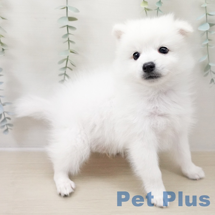 日本スピッツの写真2