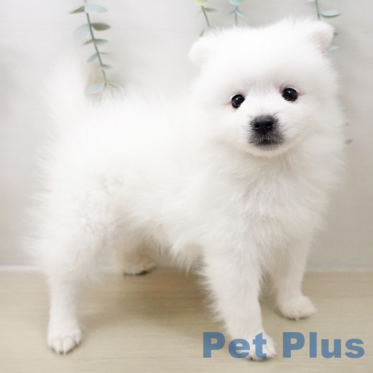 日本スピッツの写真2