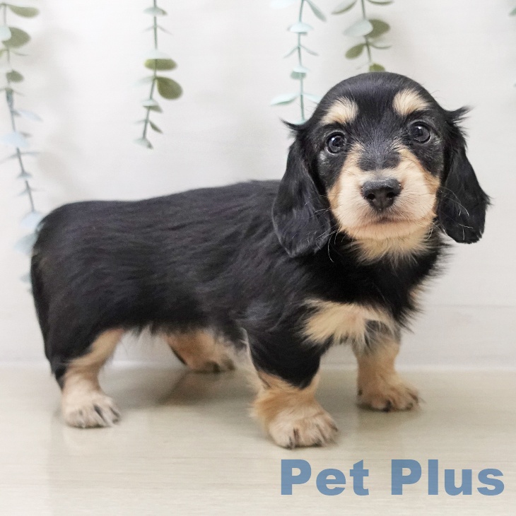 カニーンヘン・ダックスフンド