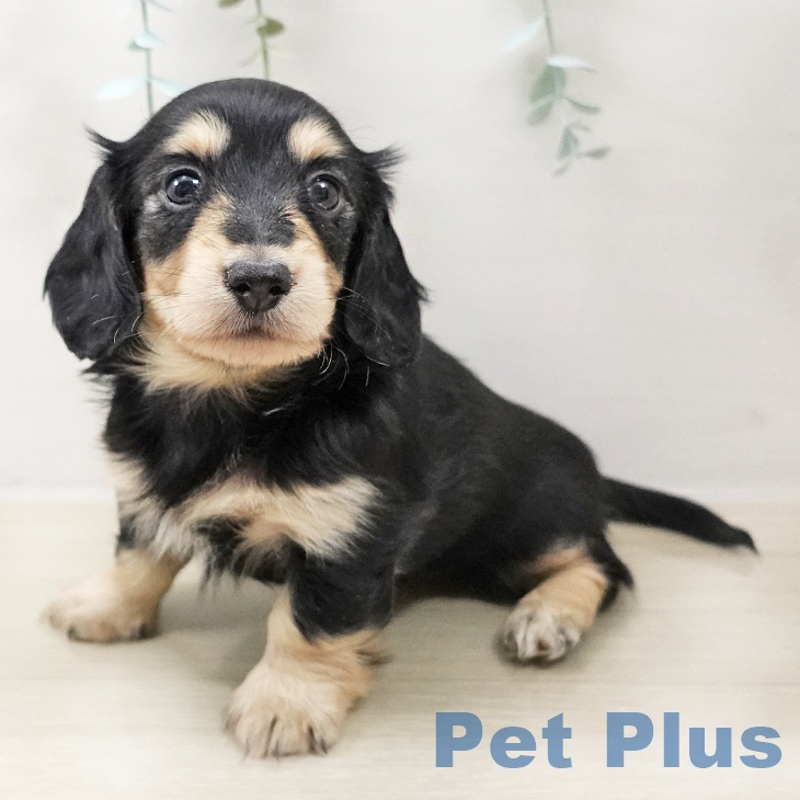 カニーンヘン・ダックスフンドの写真2