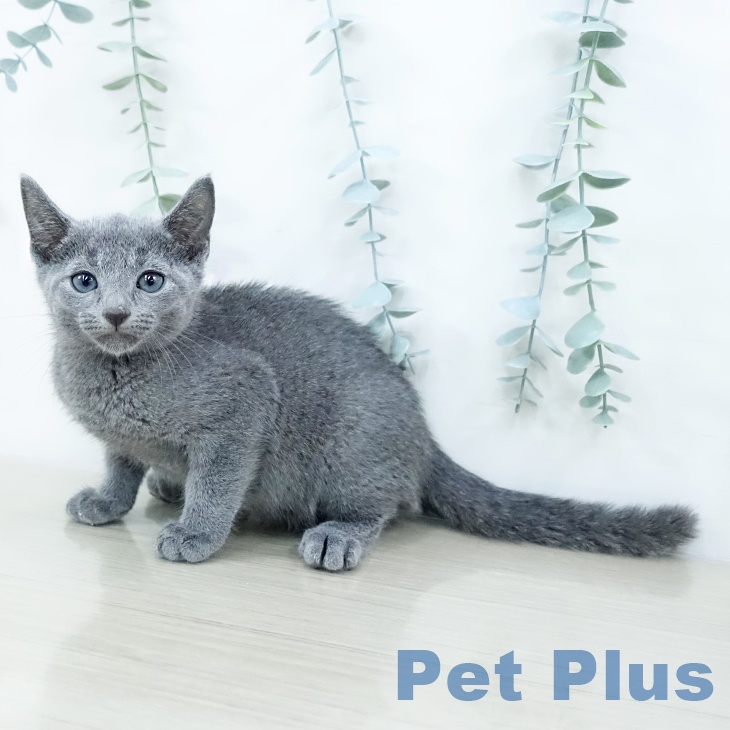 ロシアンブルー