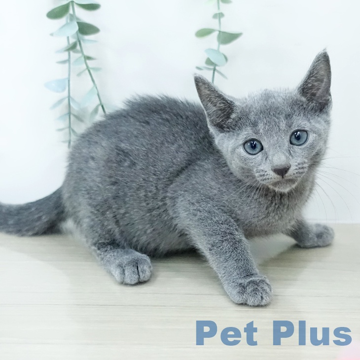 ロシアンブルーの写真2