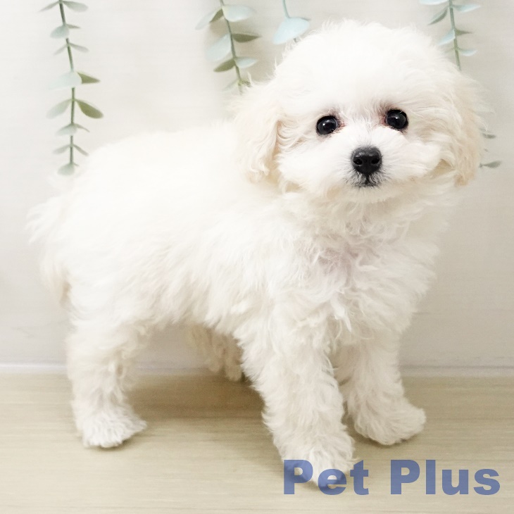 トイ・プードルの写真2