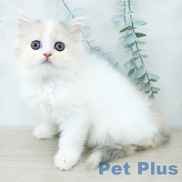 スコティッシュフォールド