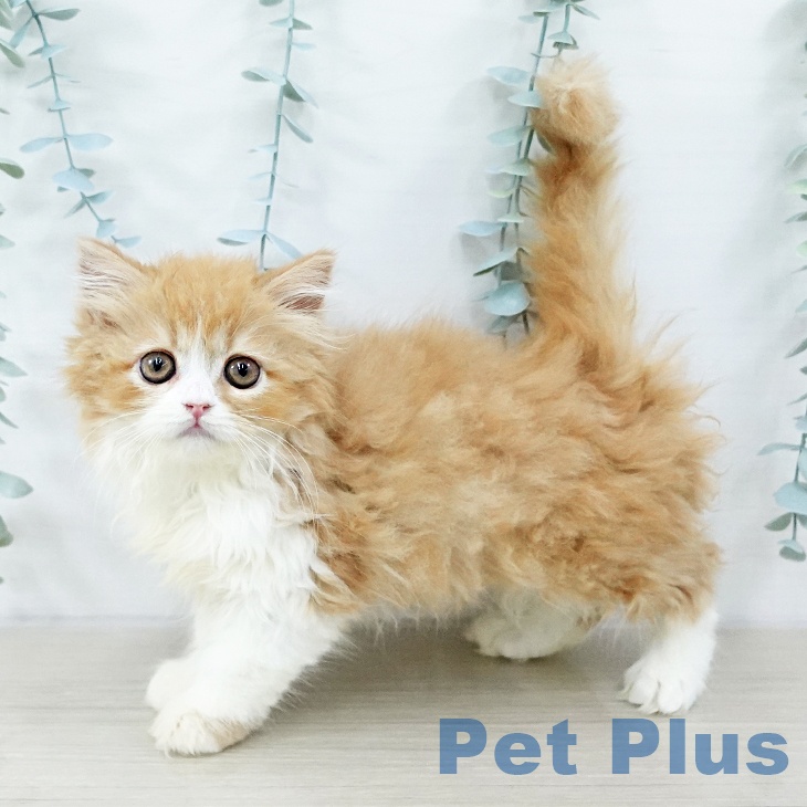 スコティッシュフォールド