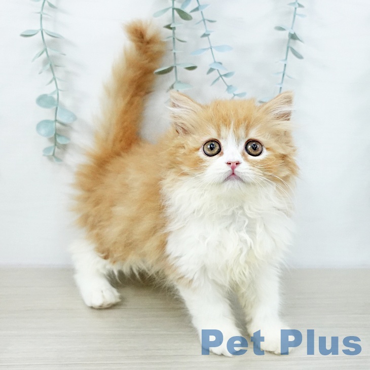 スコティッシュフォールドの写真2