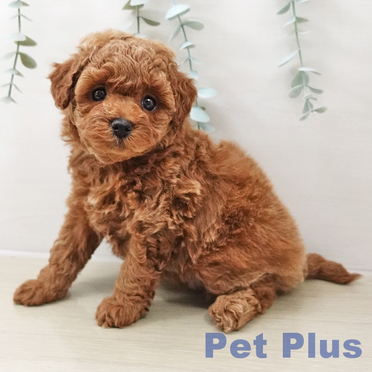 トイ・プードル