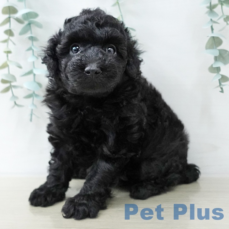 トイ・プードル