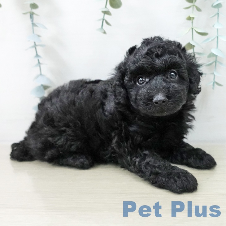 トイ・プードルの写真2