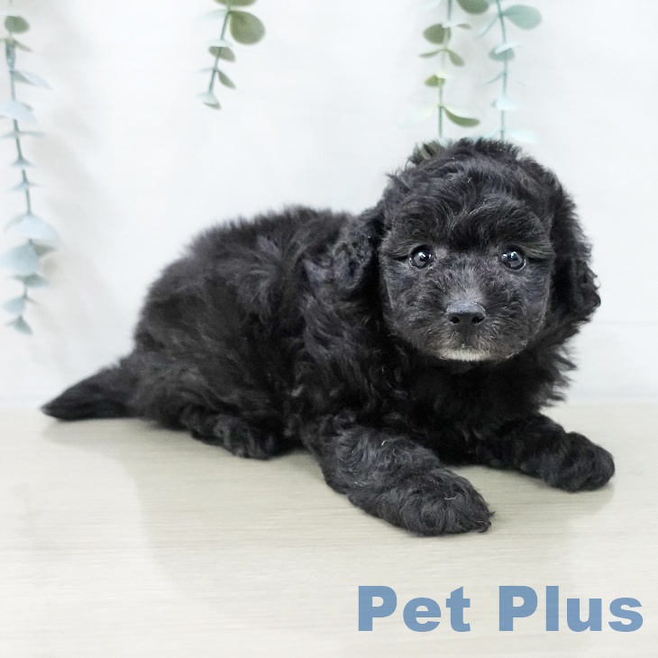 トイ・プードル