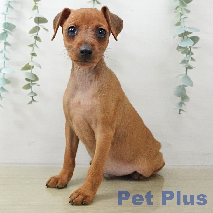 ミニチュア・ピンシャー