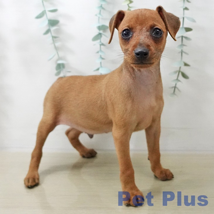 ミニチュア・ピンシャー