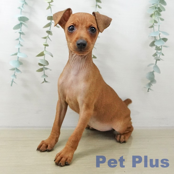 ミニチュア・ピンシャー