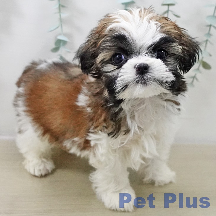 シー・ズーの写真2