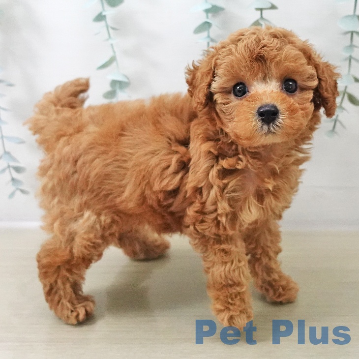 トイ・プードルの写真2