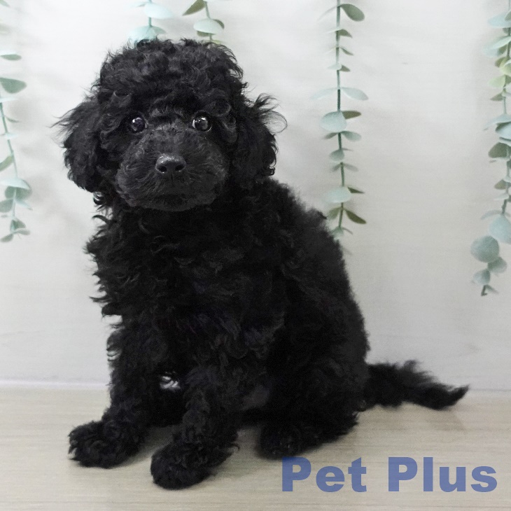 トイ・プードル