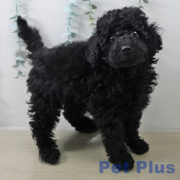 トイ・プードルの写真2