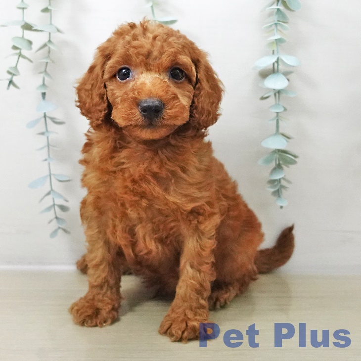 トイ・プードル