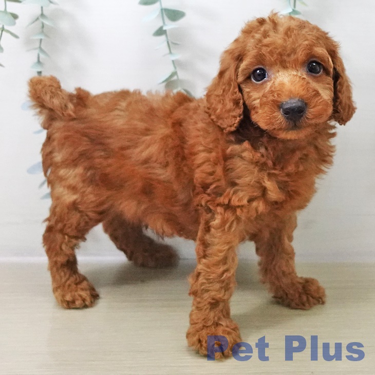 トイ・プードルの写真2