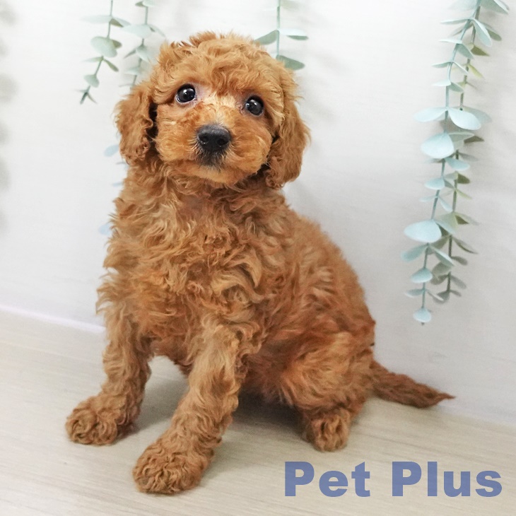 トイ・プードル