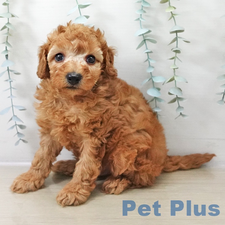 トイ・プードル