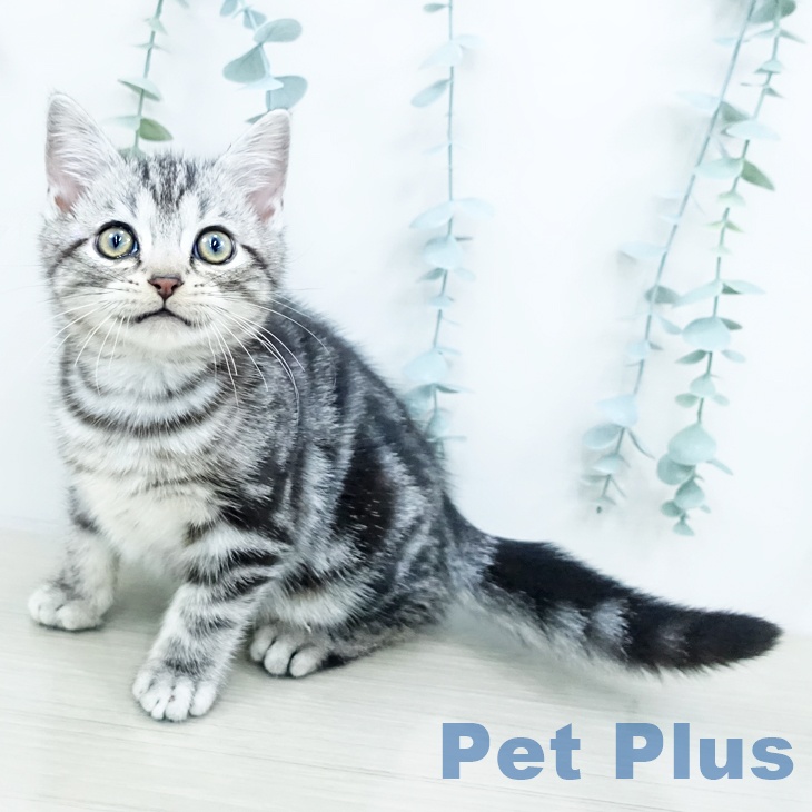 アメリカンショートヘア