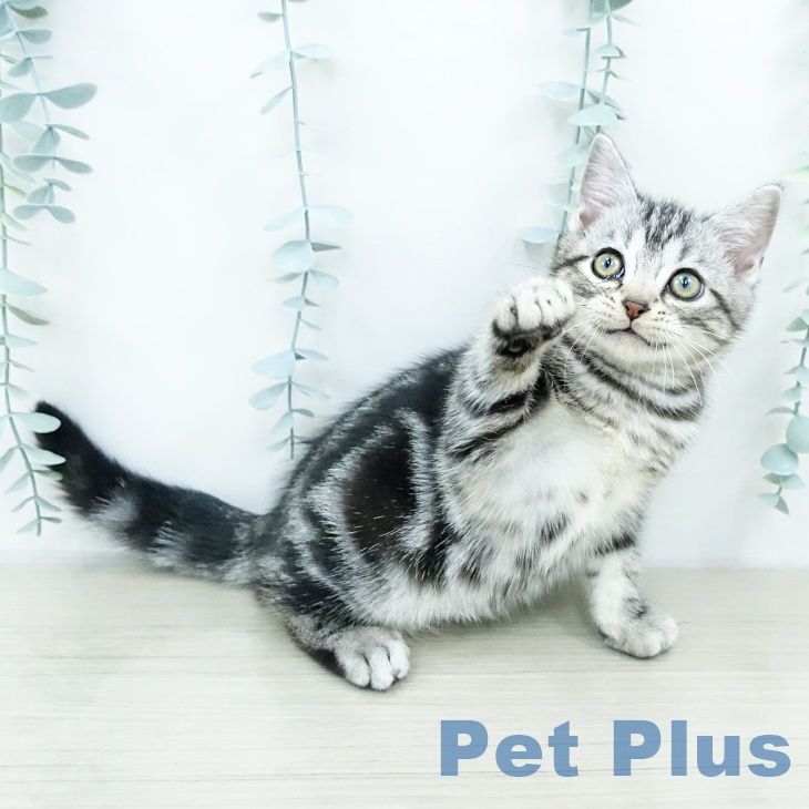 アメリカンショートヘア