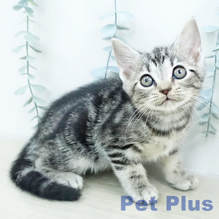 アメリカンショートヘア