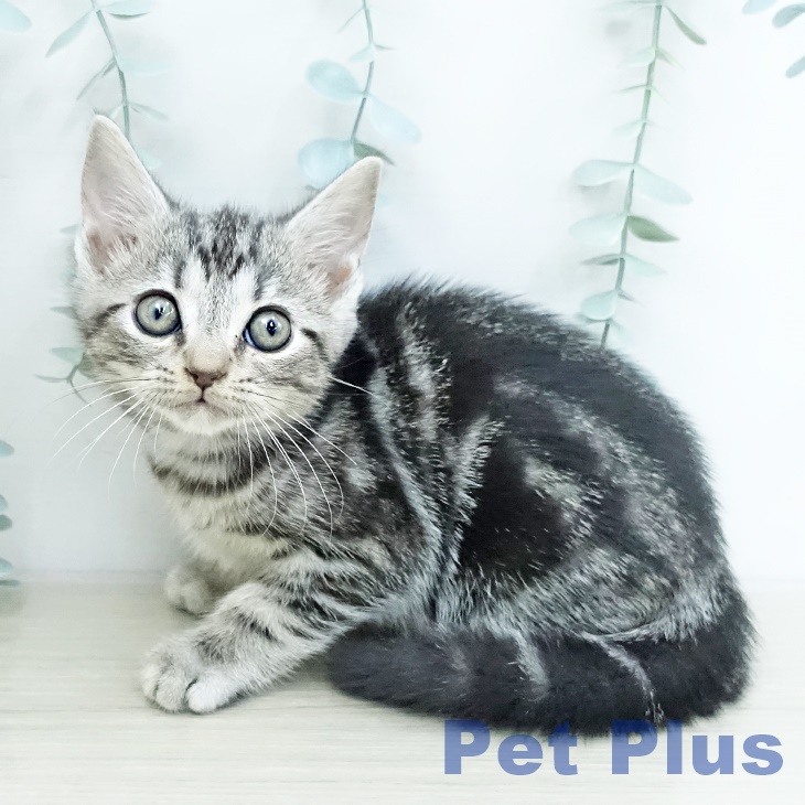 アメリカンショートヘア