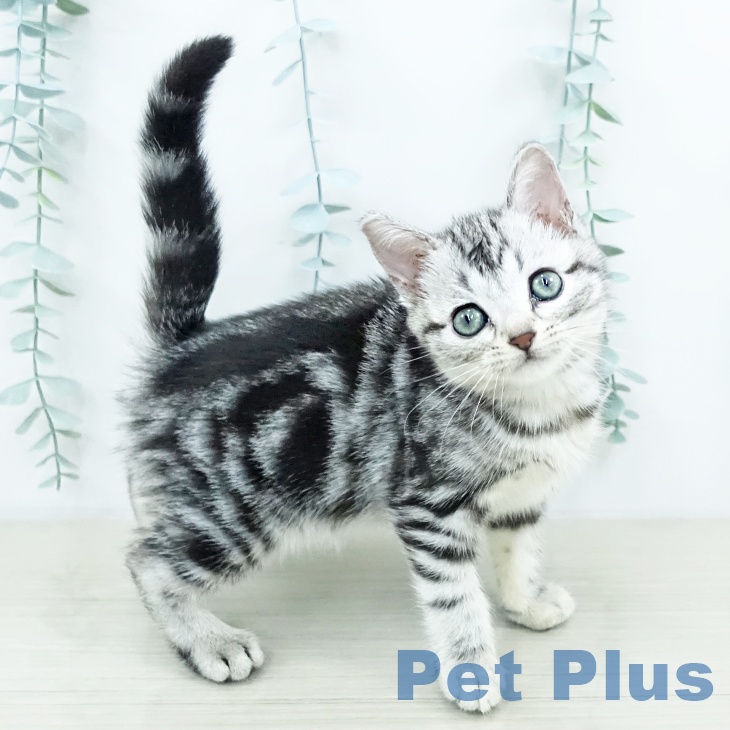 アメリカンショートヘア