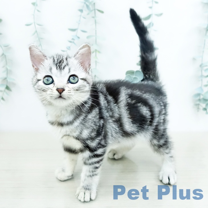 アメリカンショートヘアの写真2