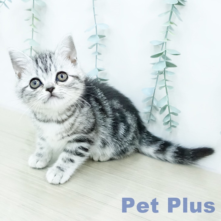 アメリカンショートヘア