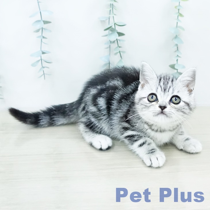 アメリカンショートヘアの写真2